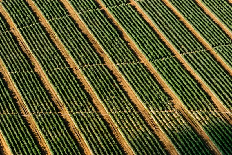 Aerial view of striped agricultural fields