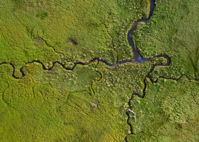 Aerial view of a river meandering through dense green wetland
